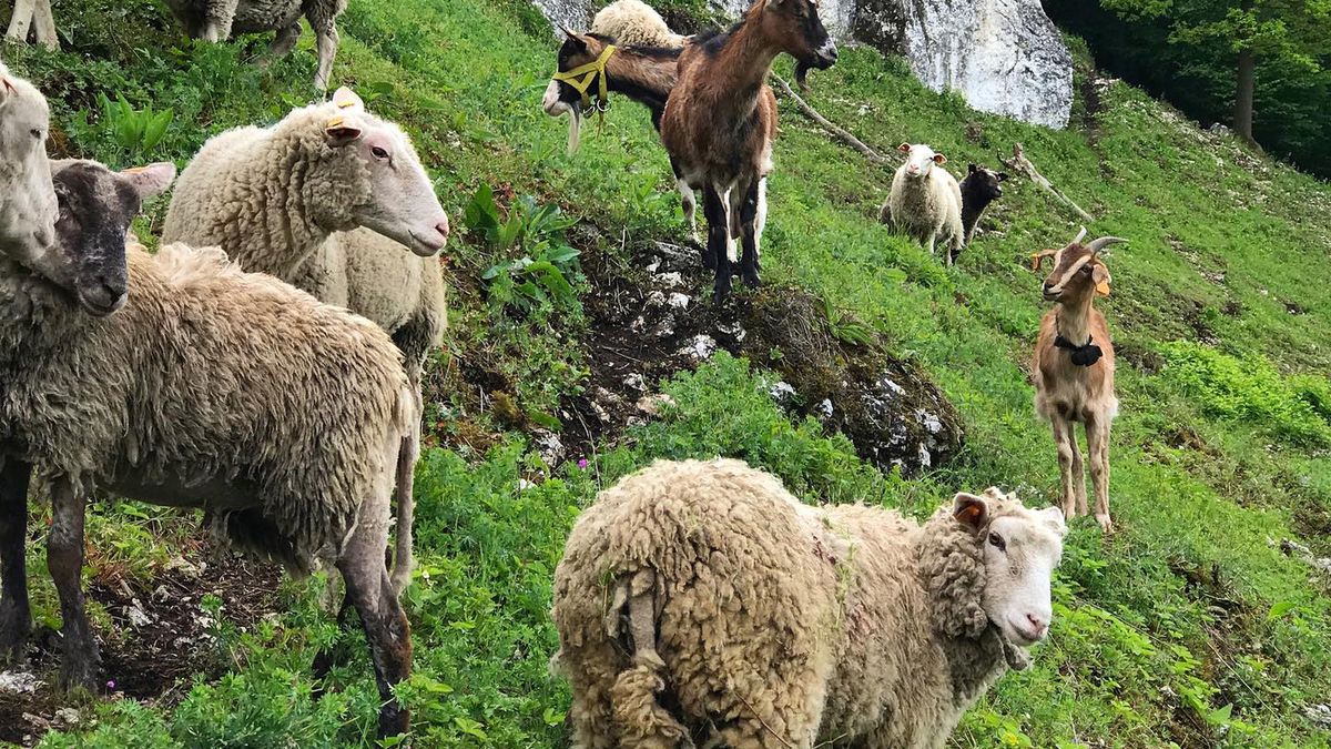Owce i kozy są wypasane na Górze Koronnej i Skałach Wdowich