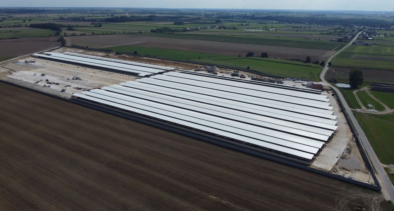 Smród we wsi, krowy brodzące w oborniku, nieprawidłowości w budowie. Tak polski potentat wołowiny prowadzi fermę