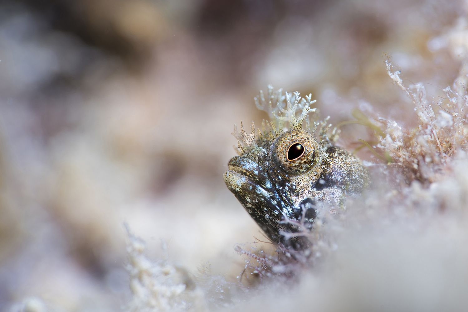 Takiego świata nie znacie. Oto najpiękniejsze zdjęcia podwodne w konkursie Underwater Photographer of the Year 2017 8