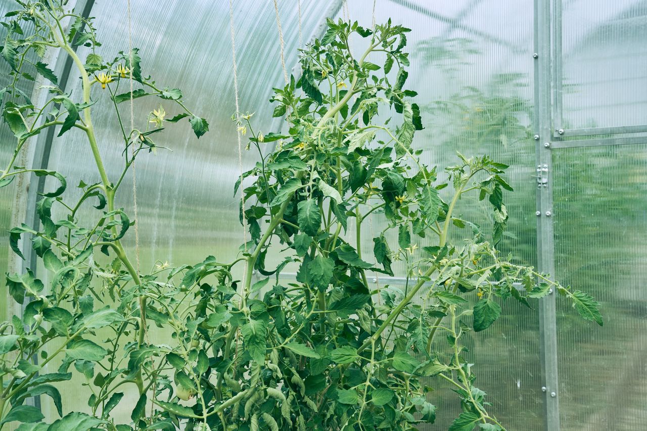 Trussing tomatoes: Essential tips for better growth and quality