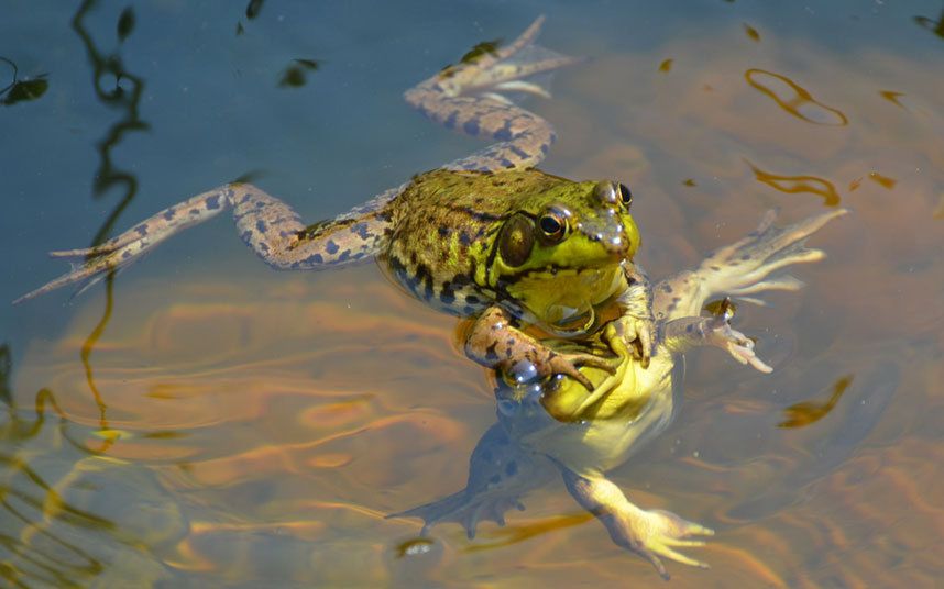 Konkurs Comedy Wildlife Photography Awards - fotografia dzikich zwierząt na wesoło 8