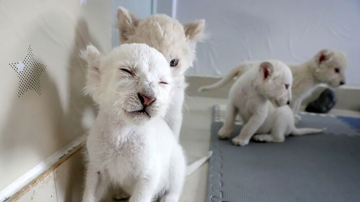 Zdjęcia bardzo rzadkich białych lwów obiegają świat. Te maluchy są przesłodkie! 1