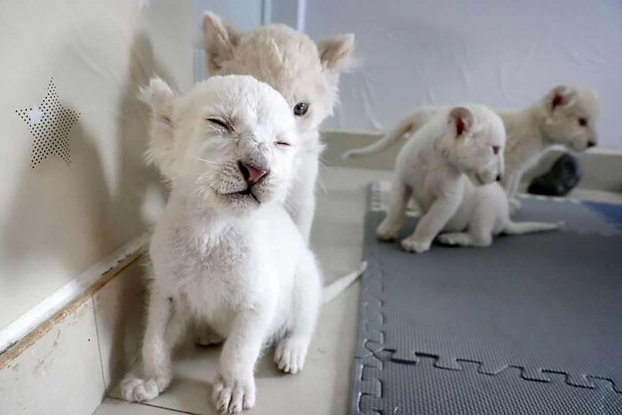 Zdjęcia bardzo rzadkich białych lwów obiegają świat. Te maluchy są przesłodkie!