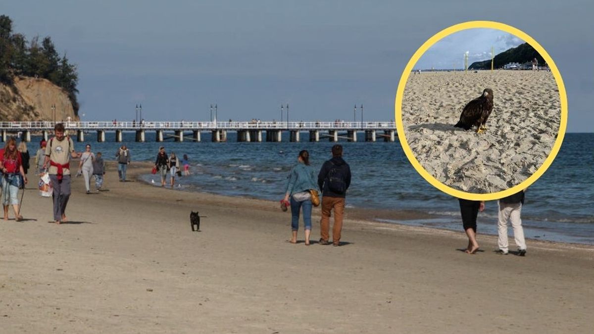 Orzeł przedni na plaży w Gdyni