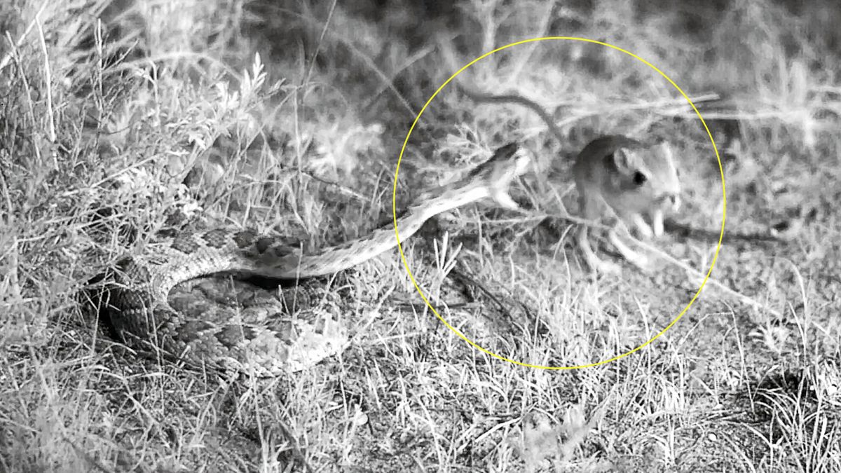 "Szczury ninja" kontra grzechotnik rogaty w 500 kl./s 1