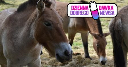 Niezwykła adopcja konia Przewalskiego. Poruszająca historia z USA