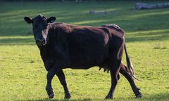 Uciekła przed rzeźnią. Trafiła do rezerwatu