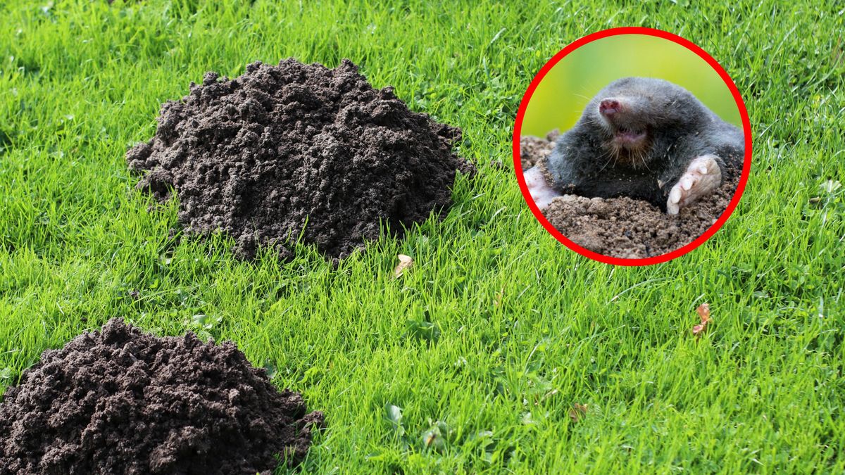 Kretowiska mogą zniszczyć każdy trawnik