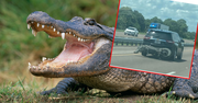 Aligator na zderzaku. Nikt się tego nie spodziewał