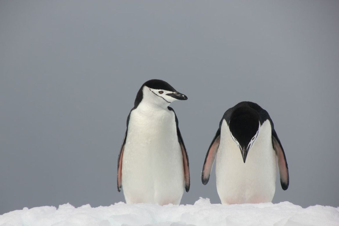 Dzikie zwierzęta wcale nie są takie straszne. Oto najzabawniejsze zdjęcia z konkursu Comedy Wildlife Photography Award 13