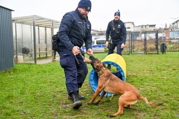 Groźny pies zaatakował kobietę. Szybka reakcja kierowców uratowała jej życie