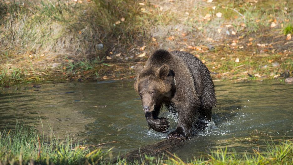 Niedźwiedź grizzly
