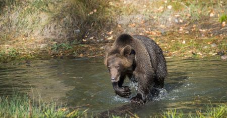 Niedźwiedź zabił kobietę. Gdy go znajdą, zostanie zastrzelony