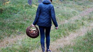 Zatrzęsienie kurek, pojawiły się podgrzybki. Wiadomo, w których lasach jest najwięcej