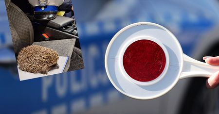 Jeż spacerował po autostradzie. Tak zareagowali policjanci