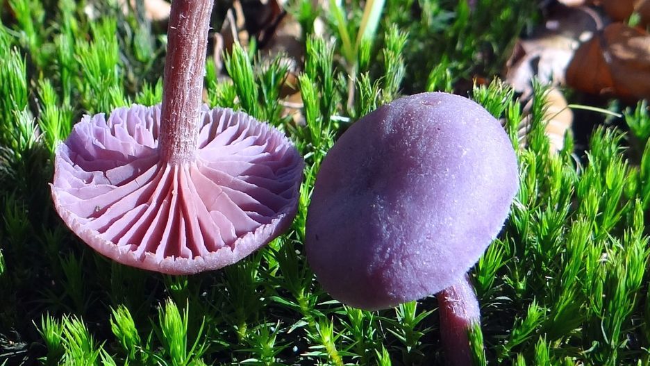 Lakówka ametystowa
