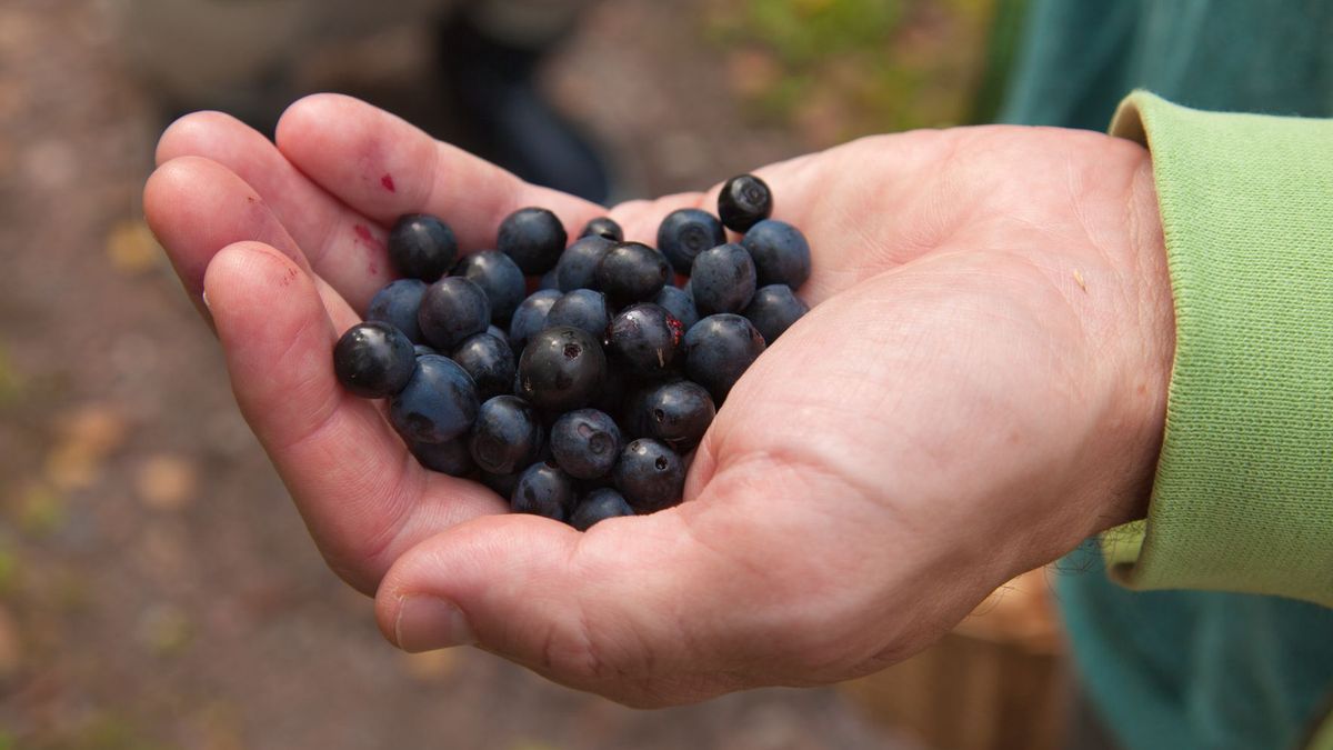 Lubisz jagody? To lepiej uważaj