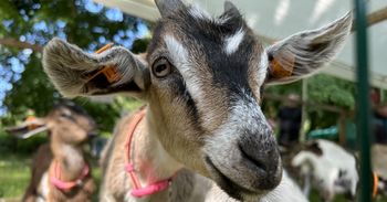 Poznań: Ogólnopolska Konferencja dla Młodych Badaczy "Animaliada"