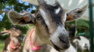 Poznań: Ogólnopolska Konferencja dla Młodych Badaczy "Animaliada"