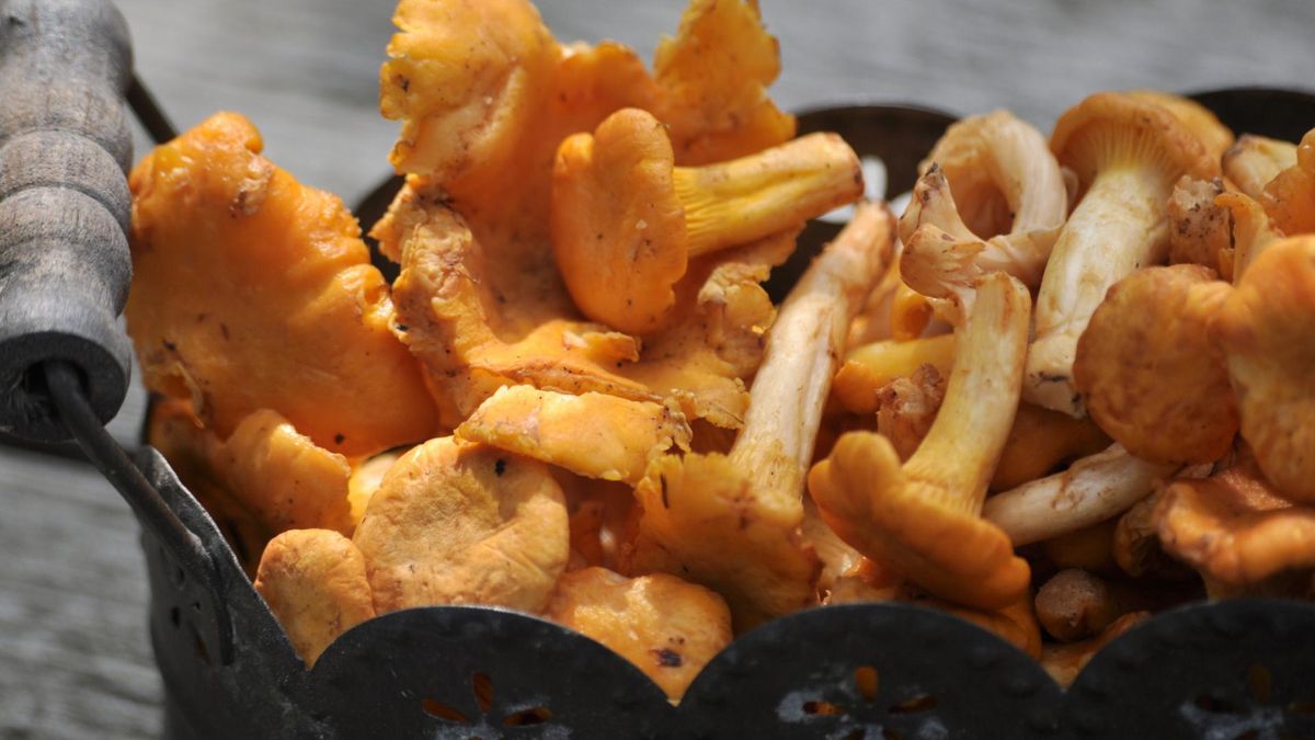 Sos z kurek to popularny dodatek do ziemniaków, kasz czy makaronów, szczególnie wczesną jesienią, kiedy w lasach roi się od kurek