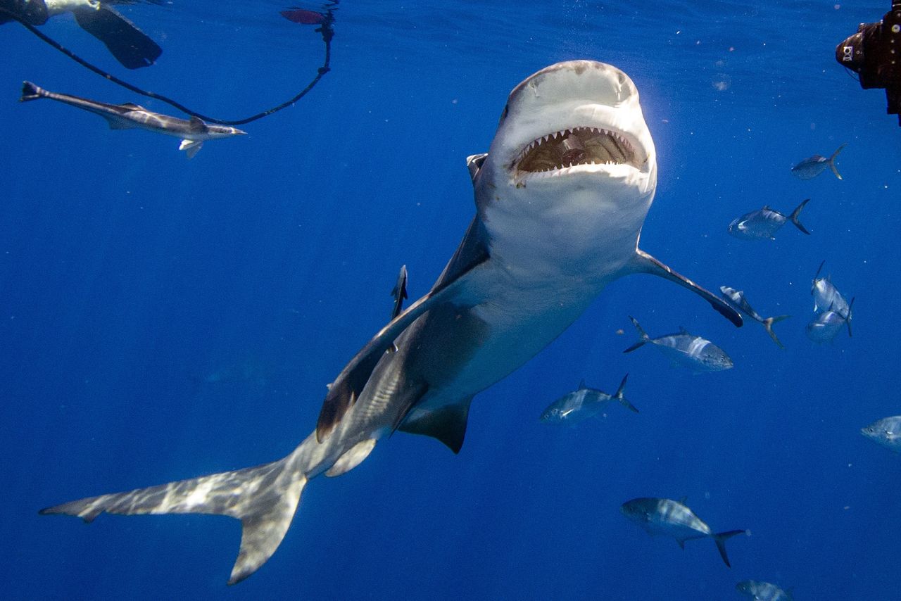 Niepokój w Australii. Czwarty atak w dwa dni. Zamknięto plaże