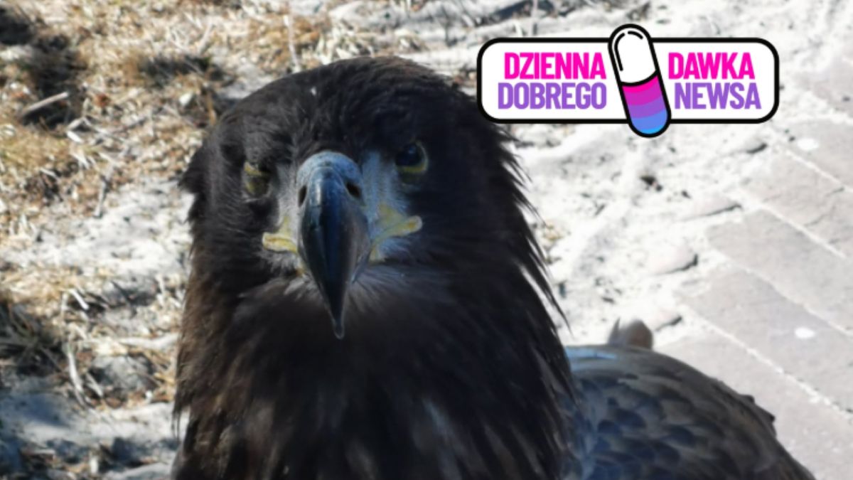 Młody bielik leżał przy drodze. Uratowała go szybka reakcja