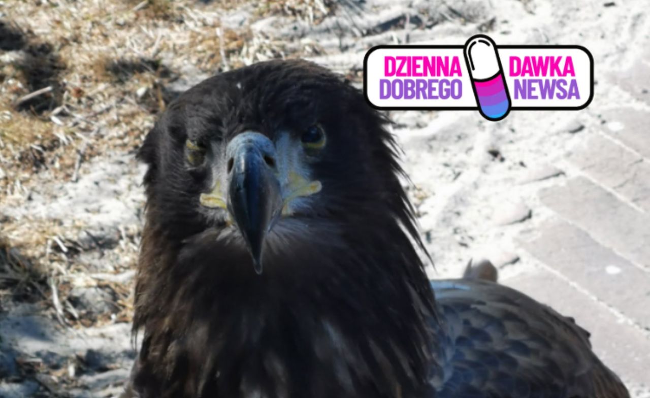 Młody bielik leżał przy drodze. Pomogła szybka reakcja