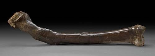 bone