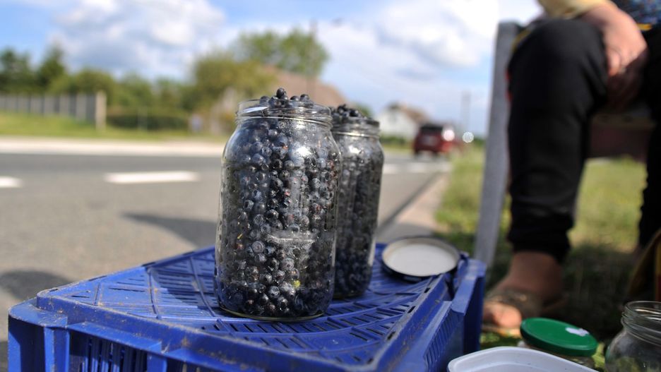 Jagody są droższe niż rok temu. 