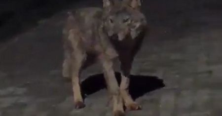 Groza na Dolnym Śląsku. Wilk wszedł na prywatną posesję