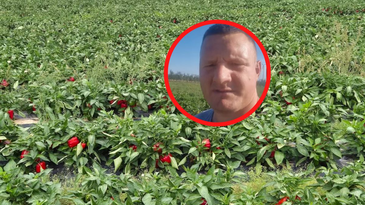 Rolnik znów organizuje samozbiory.