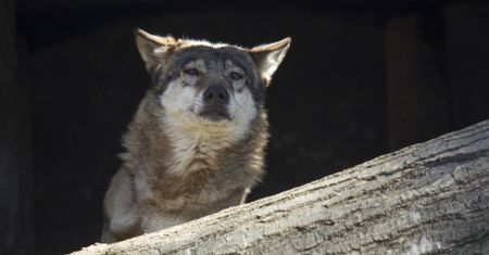 Warmińsko-mazurskie. Wilk zastrzelony pod Wenecją