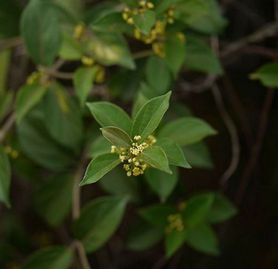 Gurmar, czyli liście z ajurwedy na odchudzanie