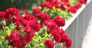 Uprawa pelargonii. Będą kwitły aż do jesieni