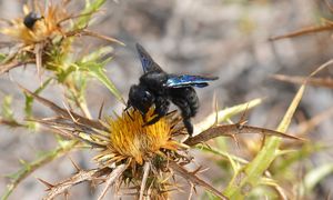 Znów są w Polsce. Oto co musisz zrobić, gdy zobaczysz