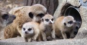 Co za słodziaki! Oto nowi mieszkańcy warszawskiego zoo