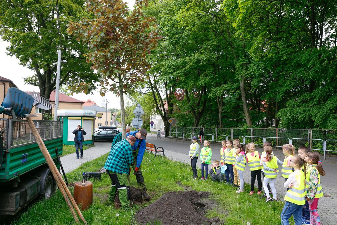 Nasadzenia drzew zgłoszonych do projektu  (zdjęcie UMK)