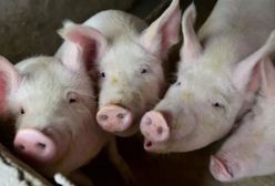 Нирки свині вперше прижились у людини і функціонують
