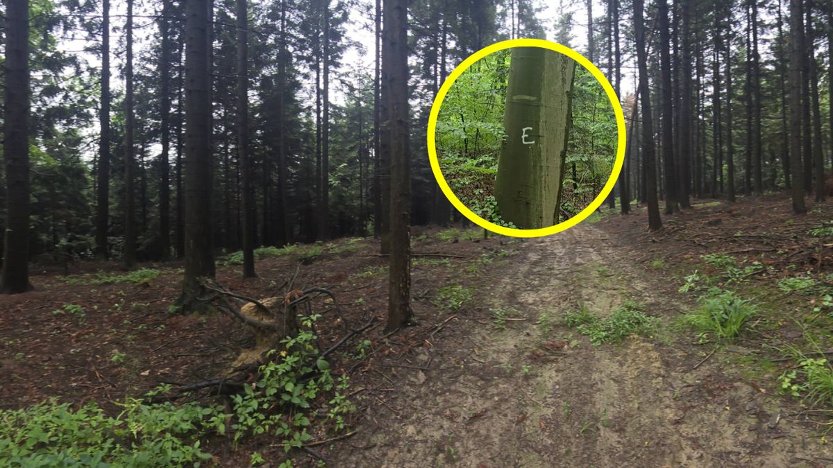 Co oznacza litera "E" na drzewie?