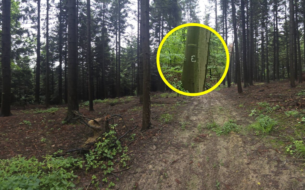Zobaczył to na drzewie. Ujęcie obiega sieć. Wiemy, co oznacza "E"