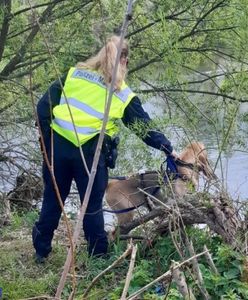 Poszukiwania Kacpra z Nowogrodźca. Najprawdopodobniej znaleziono ciało 3,5-latka