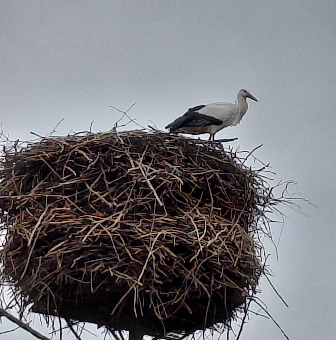 Telegram z Bydgoszczy [24.02-3.03.2026 r.]