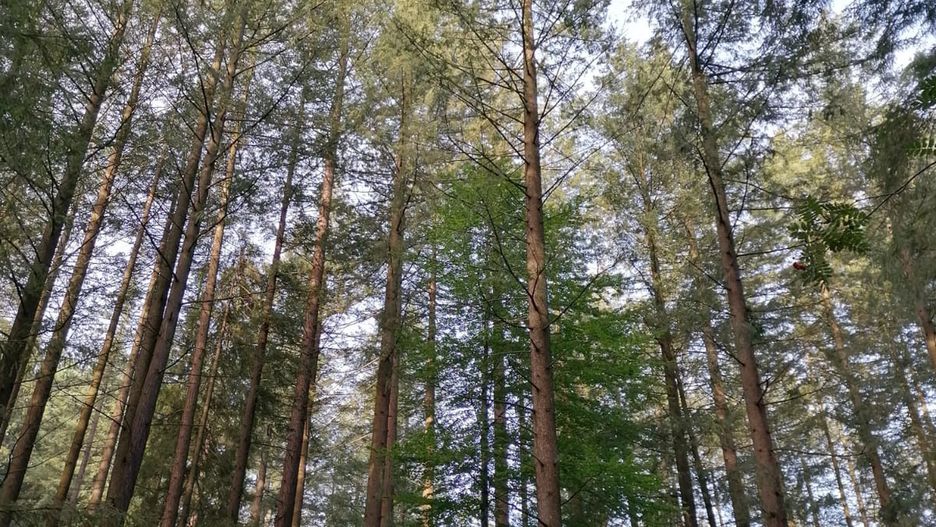 Daglezja może być najwyższym drzewem w Polsce