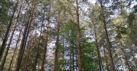 Beskidy. Ma 58,2 m i jest prawdopodobnie najwyższym drzewem w Polsce