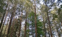 Beskidy. Ma 58,2 m i jest prawdopodobnie najwyższym drzewem w Polsce