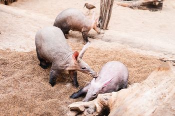 W końcu wrócił do rodziny. Zwierzak nie miał łatwego startu