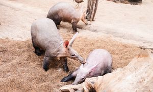 W końcu wrócił do rodziny. Zwierzak nie miał łatwego startu