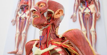 Anatomia z książek i nieżyjący wykładowcy. Zamieszanie wokół medycyny na nowych uczelniach