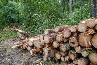 Wyciął las bez zgody. Dostał milionową karę. Deweloper nie rezygnuje