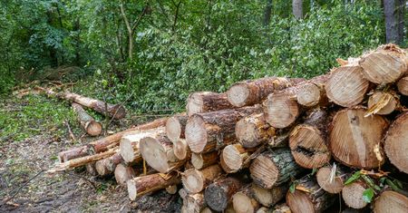 Wyciął las bez zgody. Dostał milionową karę. Deweloper nie rezygnuje